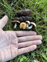 Agaricus comtulus