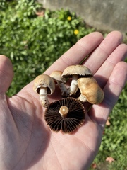 Agaricus comtulus