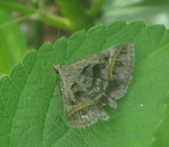 Acantholipes