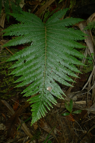 Oenotrichia