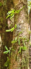 Bulbophyllum shepherdii