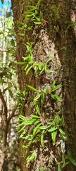 Bulbophyllum shepherdii