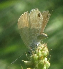 Prosotas nora ardates