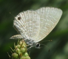 Prosotas nora ardates