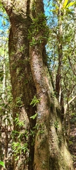 Bulbophyllum shepherdii