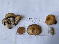 Agaricus comtulus