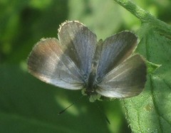 Pseudozizeeria maha maha