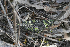 Cirphula pyrrhocnemis