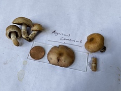 Agaricus comtulus