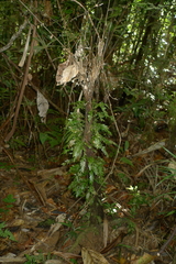Tmesipteris lanceolata