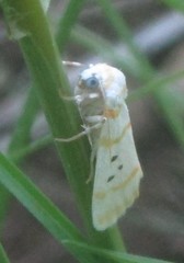 Cyana chrysopeleia