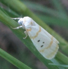 Cyana chrysopeleia