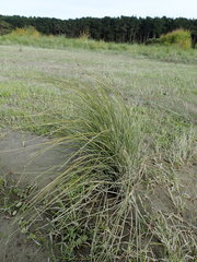 Carex litorosa