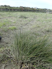 Carex litorosa