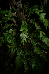 Tmesipteris lanceolata