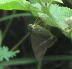 Hasora chromus chromus