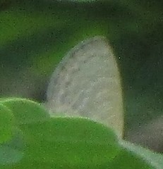 Prosotas nora ardates