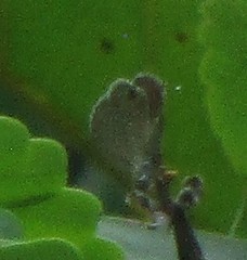 Prosotas nora ardates