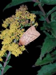 Pyreferra hesperidago