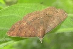 Cerynea punctilinealis