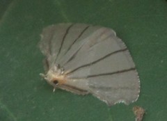 Orudiza protheclaria