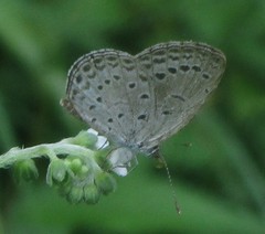 Pseudozizeeria maha maha