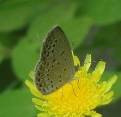 Pseudozizeeria maha maha