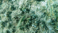 Halichoeres chloropterus