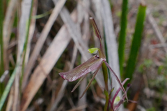 Cyrtostylis reniformis