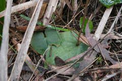 Cyrtostylis reniformis