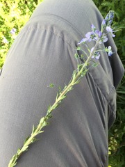 Veronica gentianoides