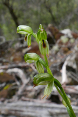 Pterostylis melagramma