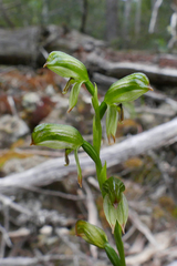 Pterostylis melagramma