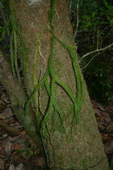 Phlegmariurus phlegmaria