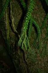 Phlegmariurus phlegmaria