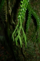 Phlegmariurus phlegmaria