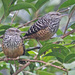 Band-backed Wren - Photo (c) Jerry Oldenettel, some rights reserved (CC BY-NC-SA)