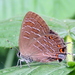 Striped Hairstreak - Photo (c) Matt Flower, some rights reserved (CC BY-NC)