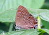 Striped Hairstreak - Photo (c) Matt Flower, some rights reserved (CC BY-NC), uploaded by Matt Flower