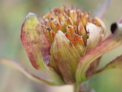 Bidens comosa