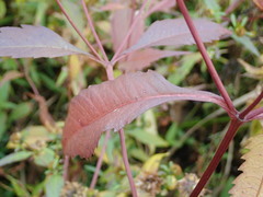 Bidens comosa