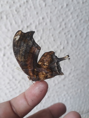 Consul fabius cecrops