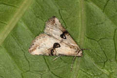Zebeeba falsalis
