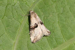 Zebeeba falsalis