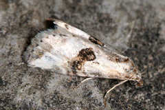 Zebeeba falsalis