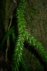 Phlegmariurus phlegmaria