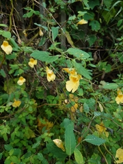 Impatiens noli-tangere