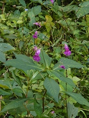Impatiens textorii