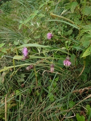 Cirsium nipponicum incomptum