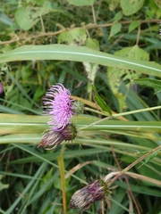 Cirsium nipponicum incomptum